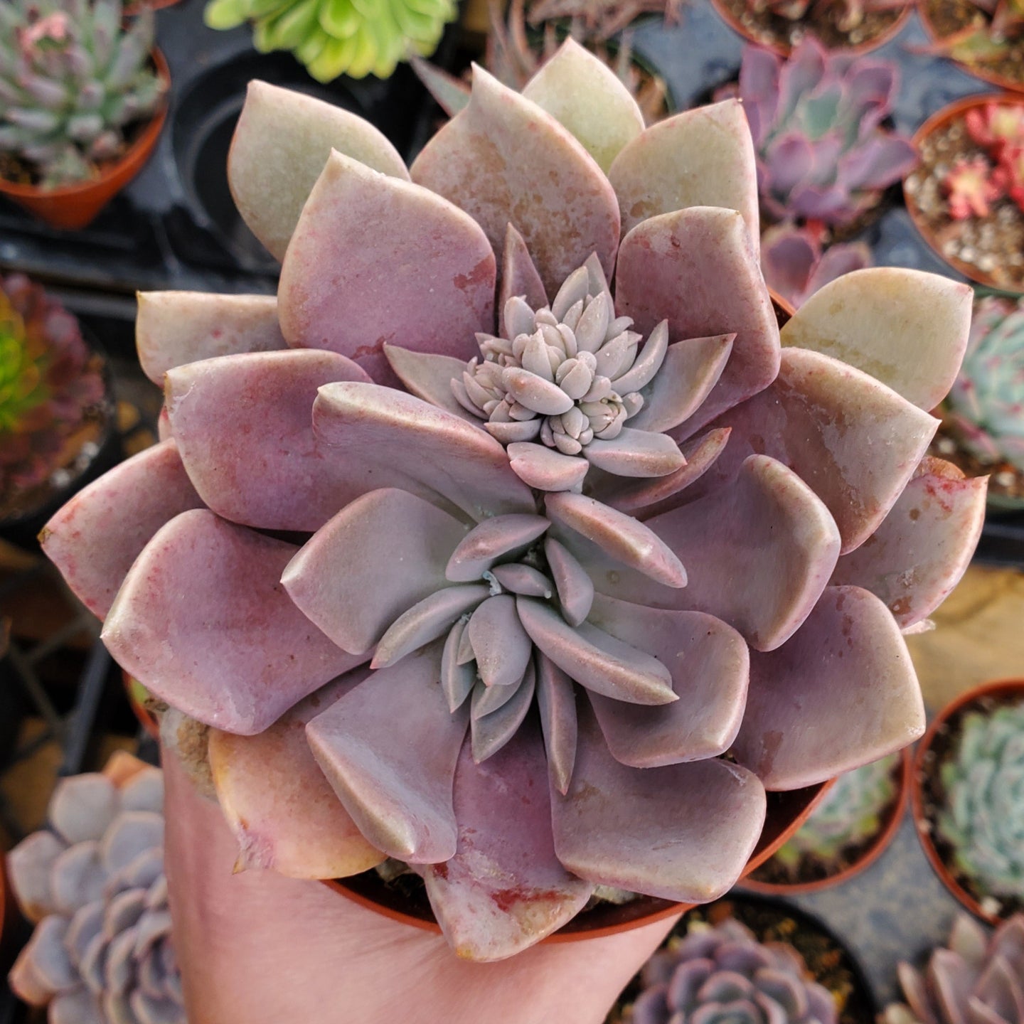 Graptoveria 'Debbie'